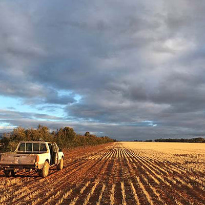 Essential oils on Australian farms