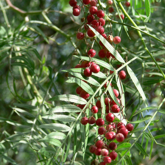 Spotlight on Pink Peppercorn - earthYARD