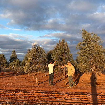 Our Place in the Australian Essential Oil Landscape