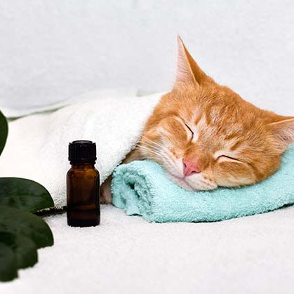 Essential Oils and Pet Safety