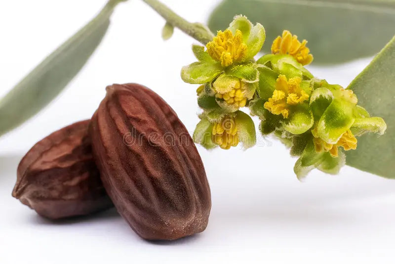 Jojoba Oil - Organic