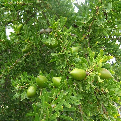 Argan Oil - Morocco