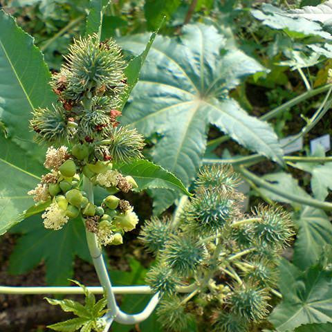 Castor Oil - India