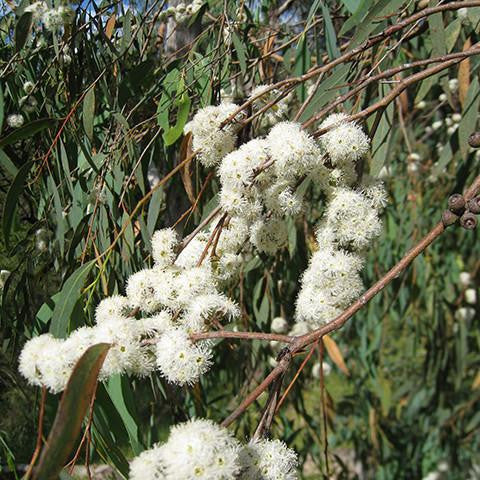 Eucalyptus Lemon Scented Gum Oil - Australia