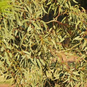 Eucalyptus Floral Water