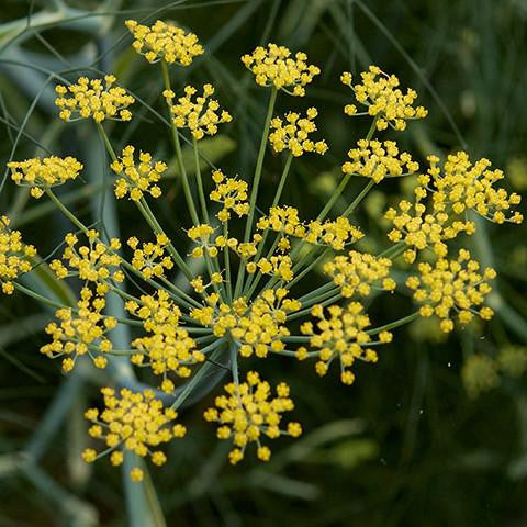 Fennel Sweet Oil - Australia