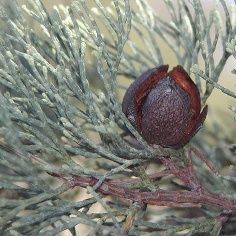 Blue Cypress Oil - Australia