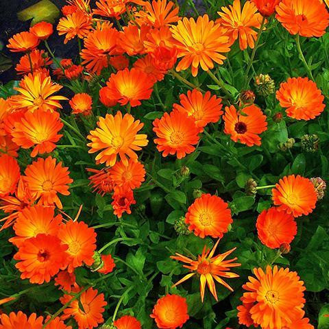 Calendula Infused in Sunflower Oil