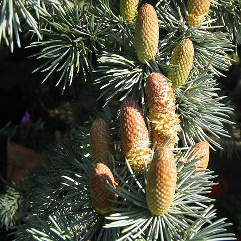 Cedarwood Virginian Oil - USA