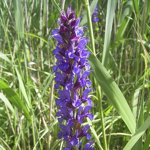 Clary Sage Oil - France