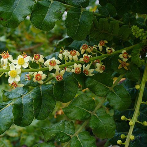 Frankincense Oil - Somalia