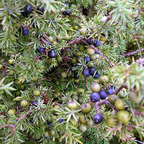 Juniper Berry Oil - Spain