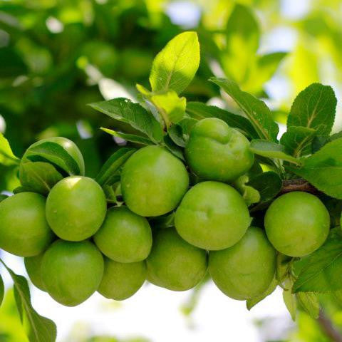 Kakadu Plum Extract - Australia