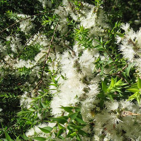 Kunzea Oil - Australia 