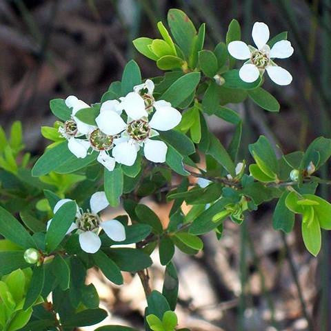 Lemon Scented Tea Tree Hydrosol - Australia