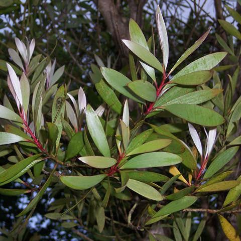 Nerolina Oil - Australia