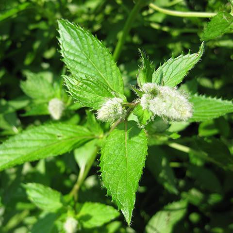 Peppermint Floral Water