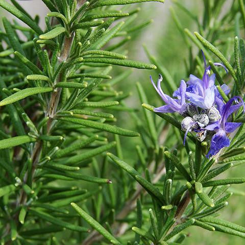 Rosemary Oil - Tunisia