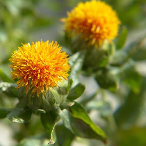 Safflower Oil Cold Pressed - Australia