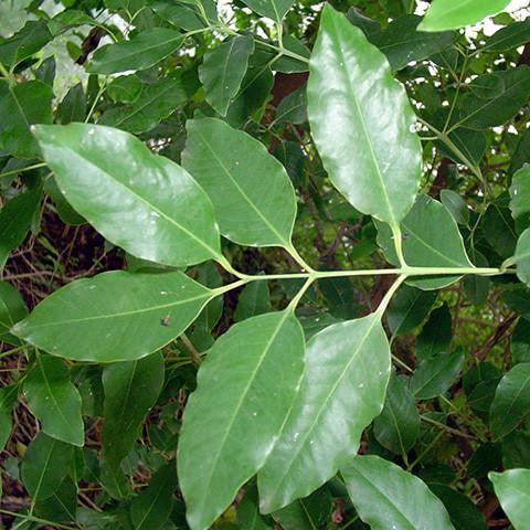 Sandalwood Oil Spicatum - Australia