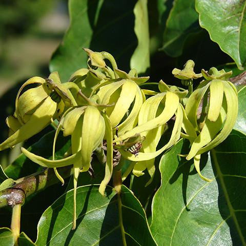 Ylang Ylang Oil 3rd Grade - Madagascar