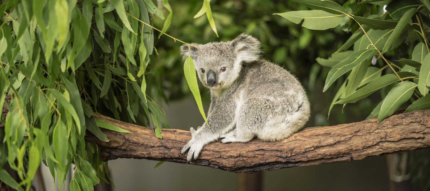 Everything you need to know about Eucalyptus Essential Oil