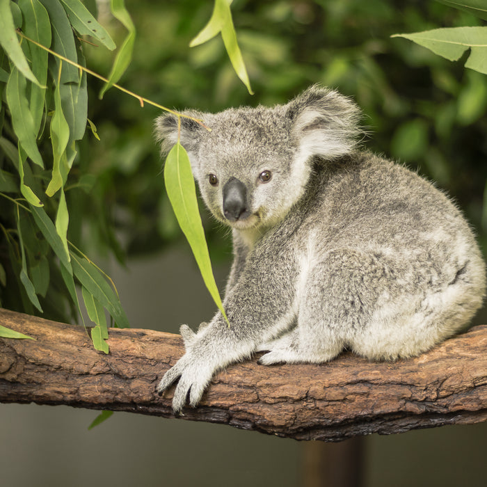 Everything you need to know about Eucalyptus Essential Oil