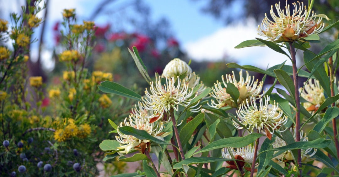 Antibacterial Activity of Selected Australian Native Plant Extracts