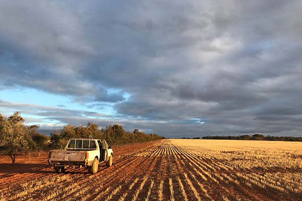 Essential oils on Australian farms