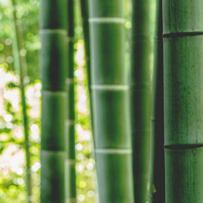 The Many Benefits of Bamboo
