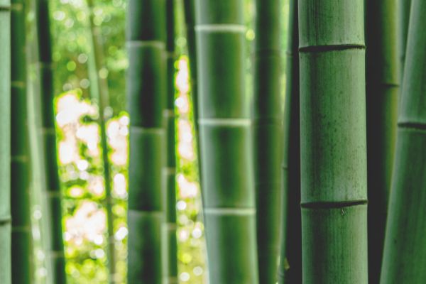 The Many Benefits of Bamboo