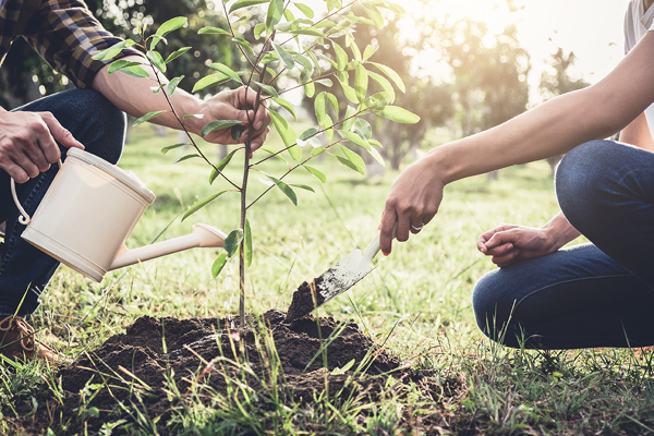 Biodiversity Restoration - One Tree For Every Order