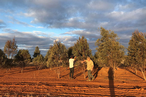 Our Place in the Australian Essential Oil Landscape