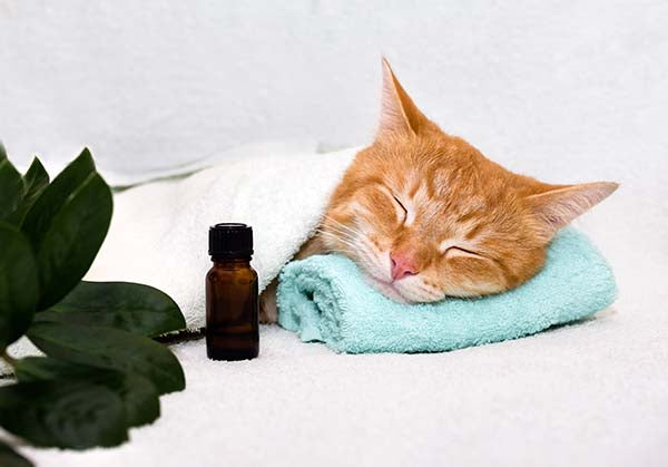 Essential Oils and Pet Safety