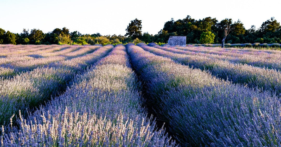 Growth of lavender industry in Australia