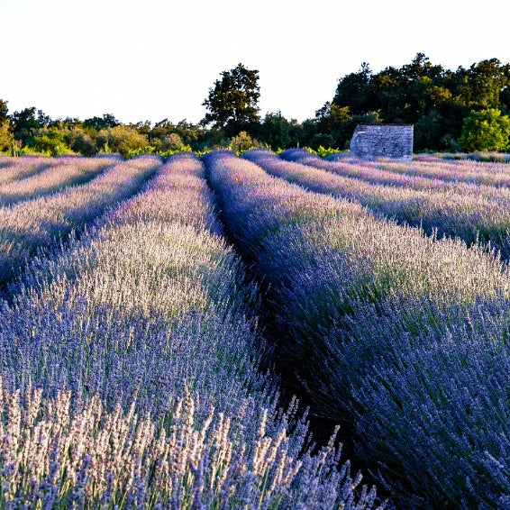 Growth of lavender industry in Australia