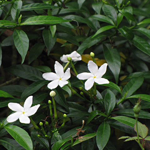 Floral Water