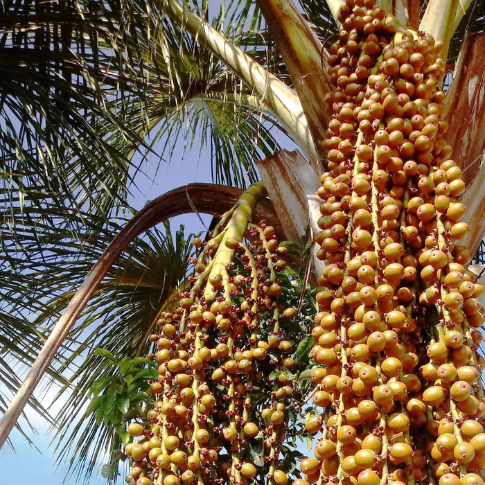 Buriti Virgin Oil - Brazil