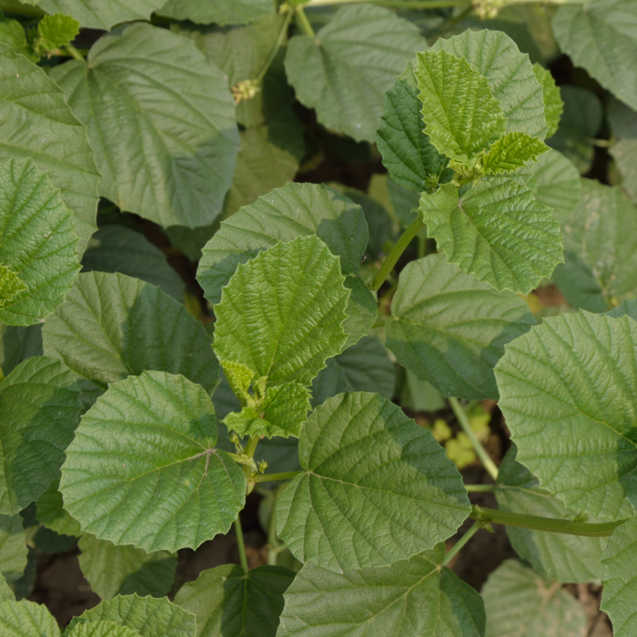 Bakuchiol - India