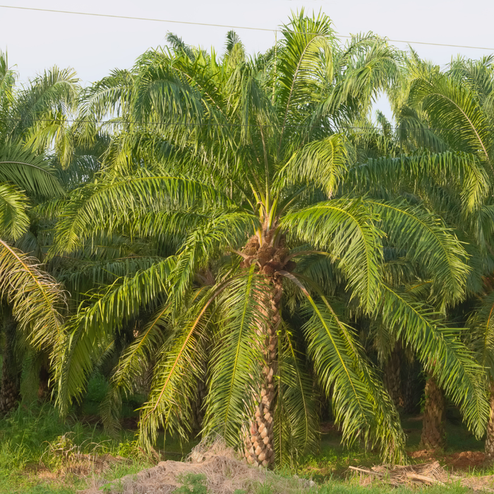 Batana Virgin Oil - Honduras