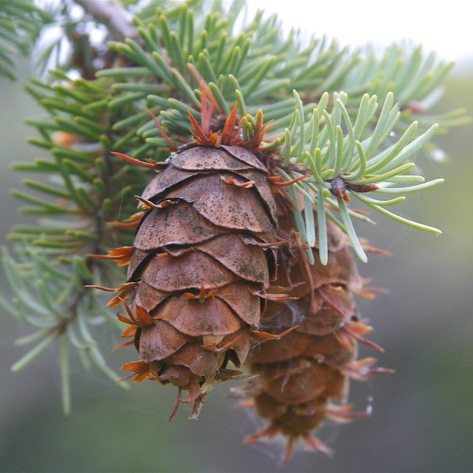 Douglas Fir Oil - New Zealand