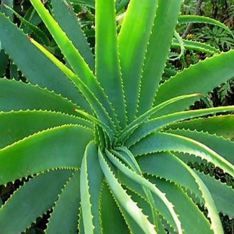 Aloe Vera Gel - Australia