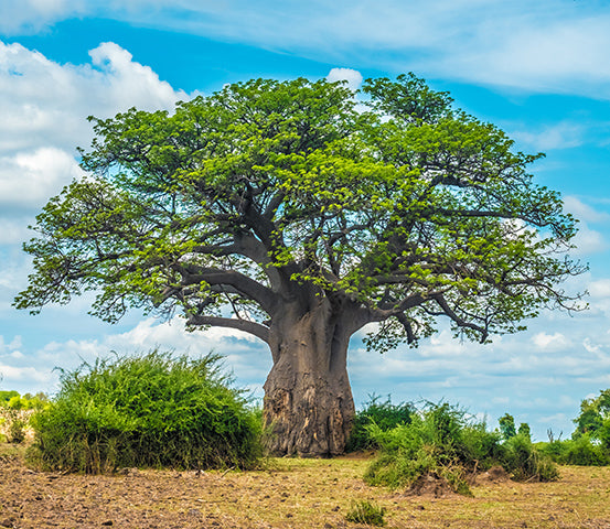 Baobab Oil - West Africa