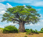 Baobab Oil - West Africa