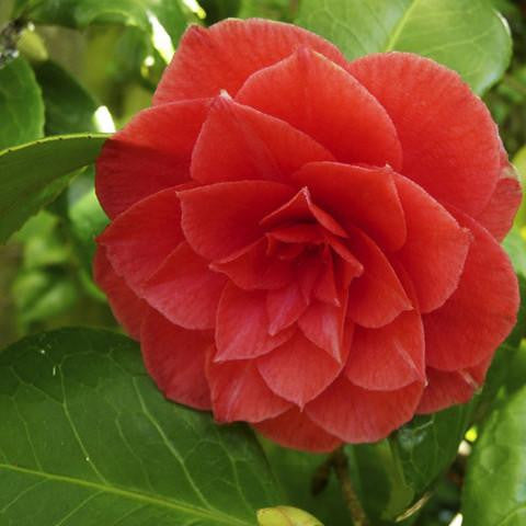 camellia_oil