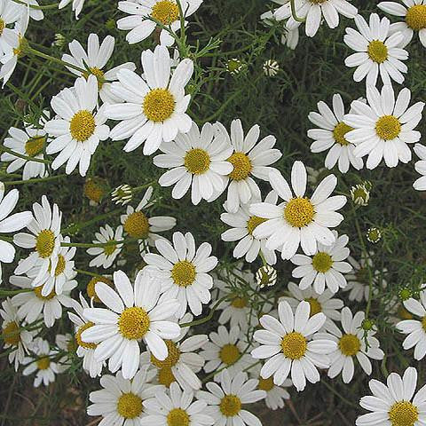 Chamomile Hydrosol - Bulgaria