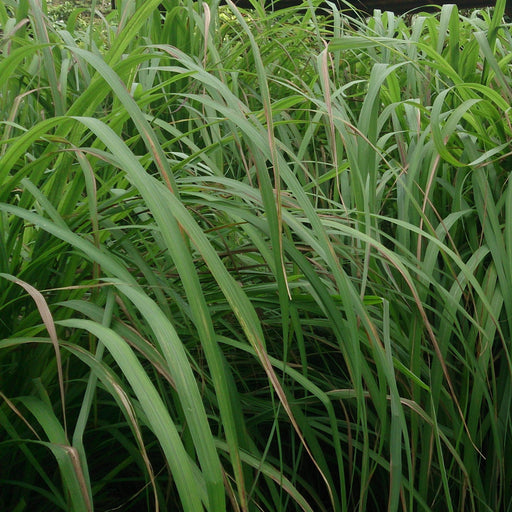 Citronella Oil - Indonesia