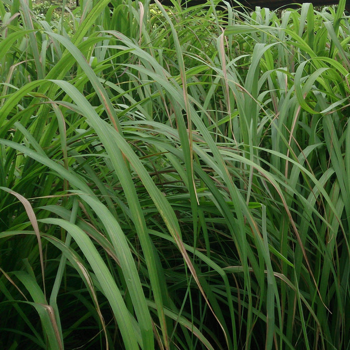 Citronella Oil - Indonesia