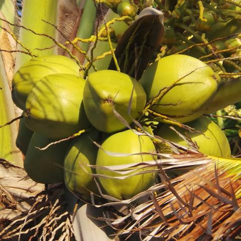 Coconut Oil Virgin - Fiji