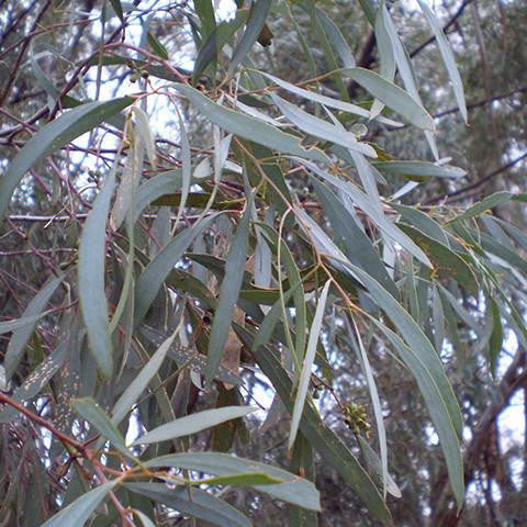 Eucalyptus Blue Mallee Oil - Australia